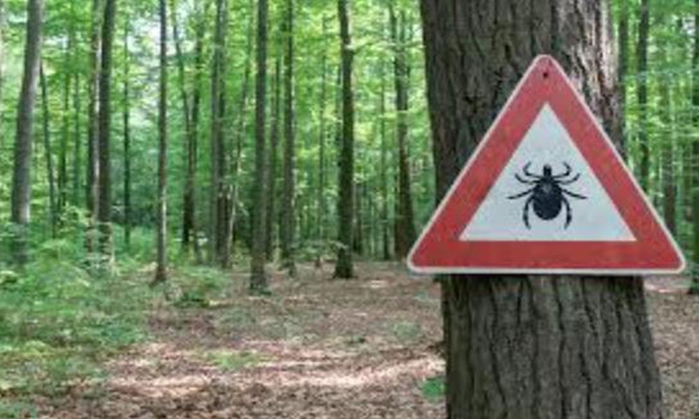 Does Lyme Disease Stay Dormant in Your Body?